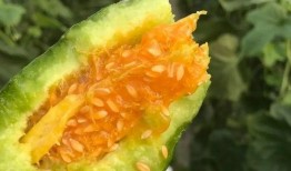 吃瓜网红 图片头像大全,趣味横生的形象盛宴