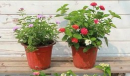 白山希尔顿爆料视频最新,事件背后惊人真相曝光