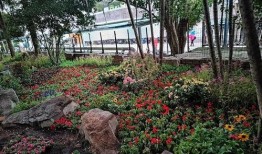 门口的花园最新爆料