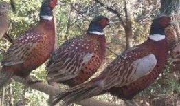 爆料东莞山鸡视频,揭秘背后真相与争议