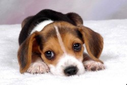 娱乐吃瓜菌小狗视频,娱乐菌带你领略萌宠欢乐时光