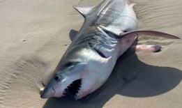 鲨鱼最新爆料视频大全播放,揭秘海洋深处的神秘世界