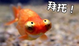 金鱼爆料视频完整版下载,揭秘幕后真相