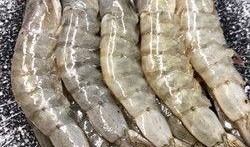 养殖对虾爆料视频教程图片