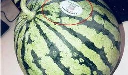 吃瓜网红 图片头像大全,趣味横生的形象盛宴