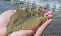 养殖对虾爆料视频教程图片