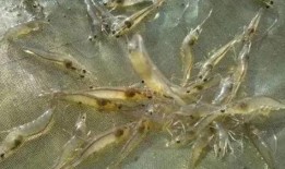 养殖对虾爆料视频教程图片